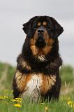 DOGUE DU TIBET 232